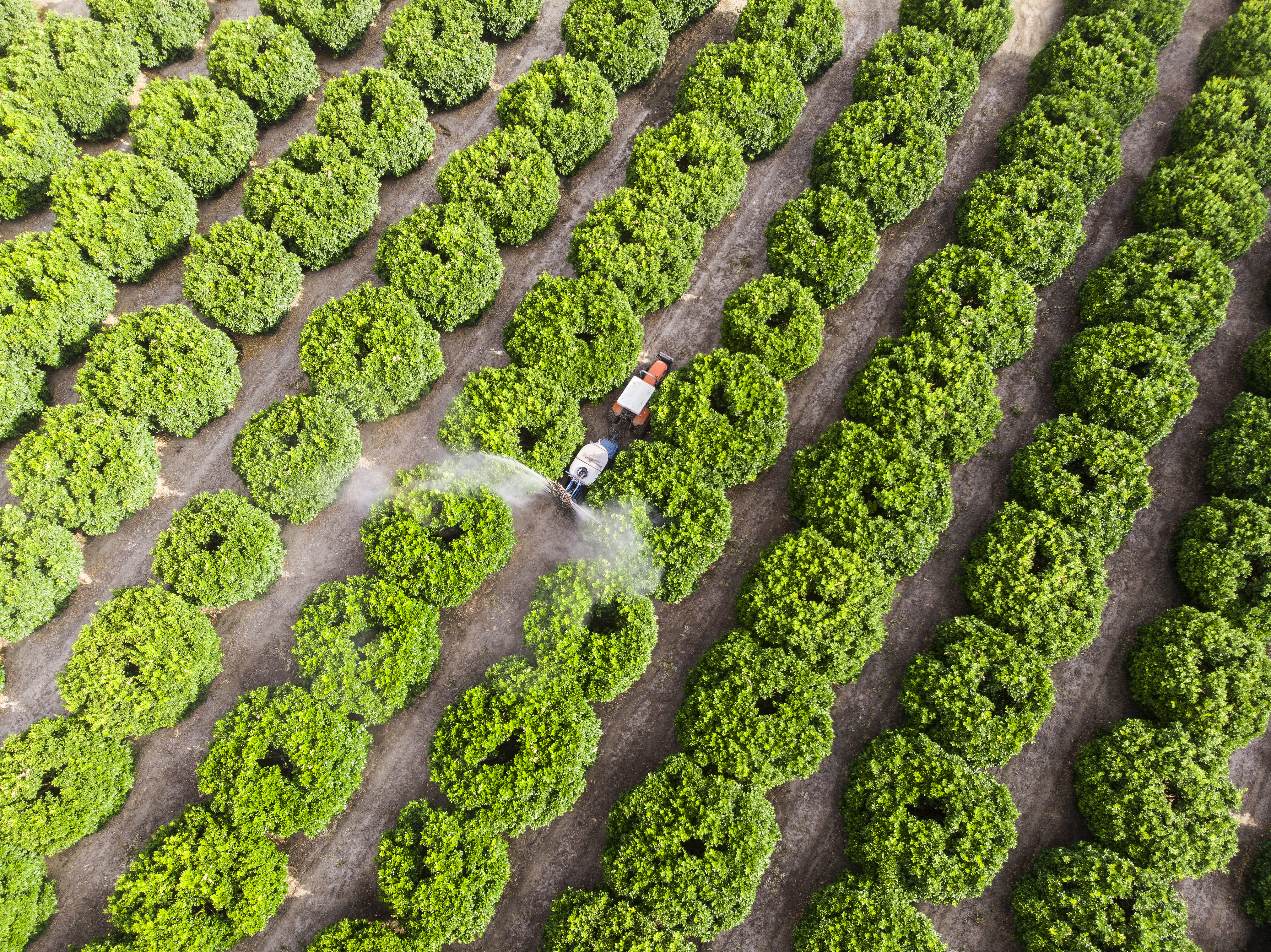 Crops in the field